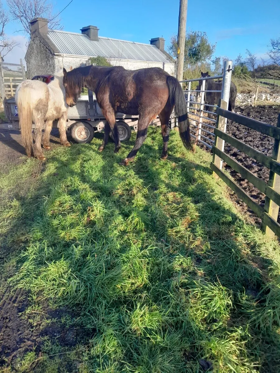 Quality 4 year old Mare - Image 4