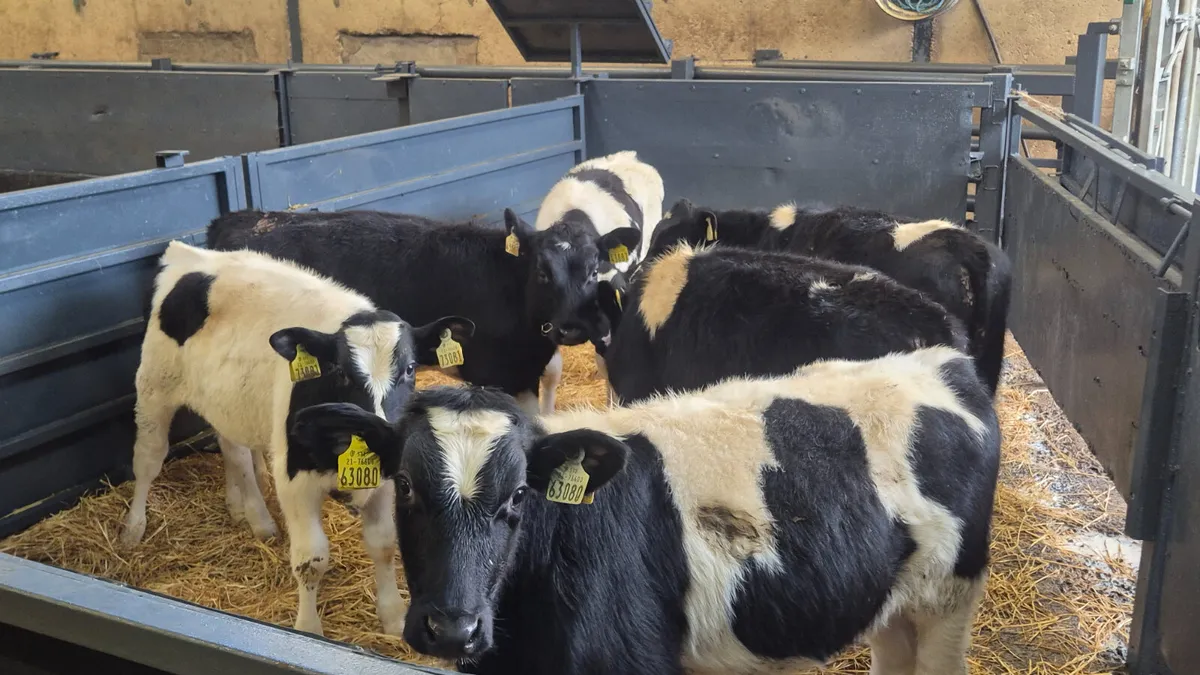 6 Super British Friesian bull Runners for salen - Image 1