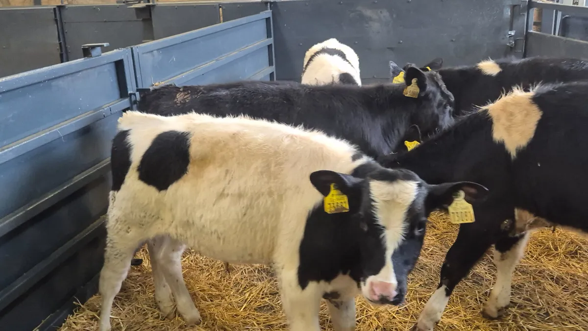 6 Super British Friesian bull Runners for salen - Image 2