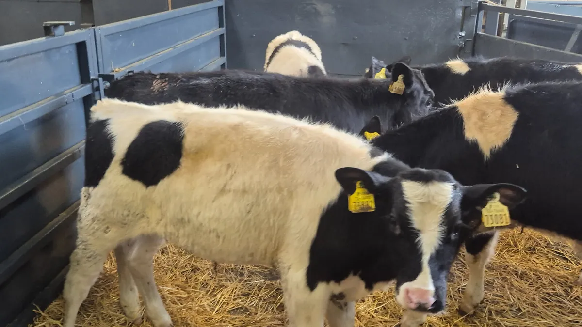 6 Super British Friesian bull Runners for salen - Image 3