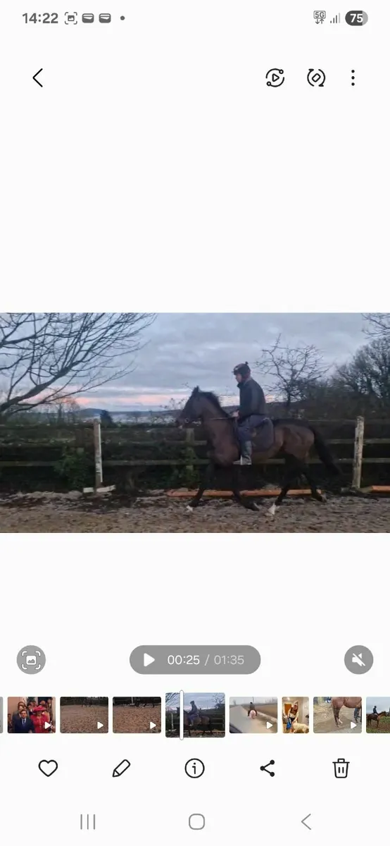 Riding Horse - Image 2