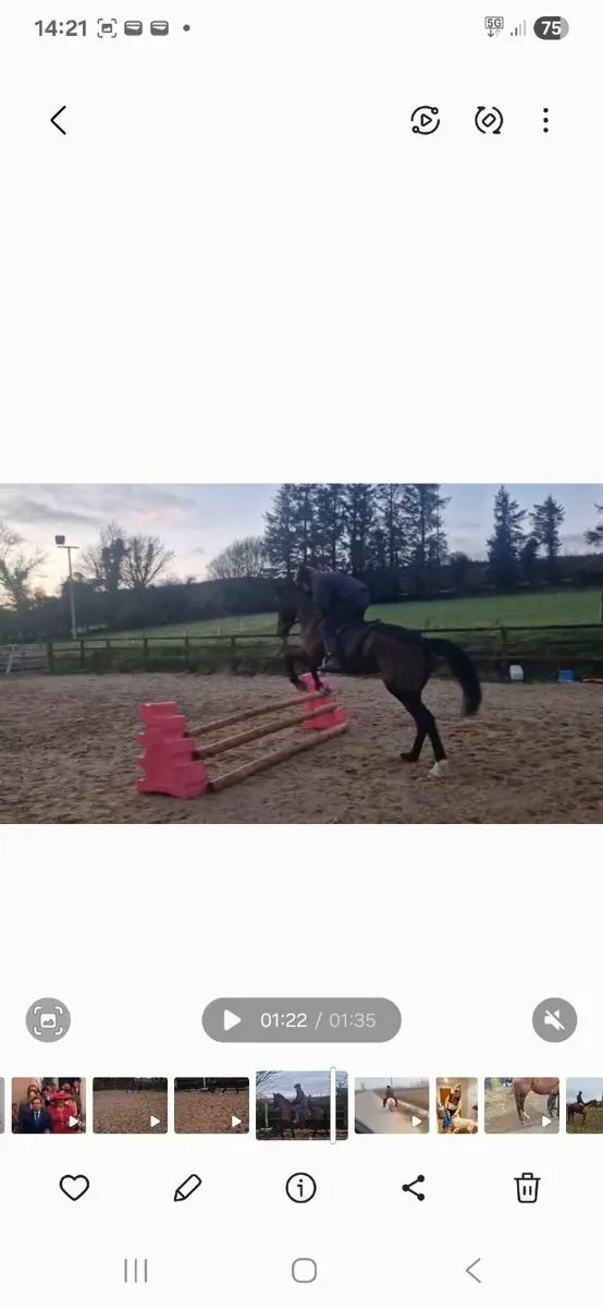 Riding Horse - Image 3