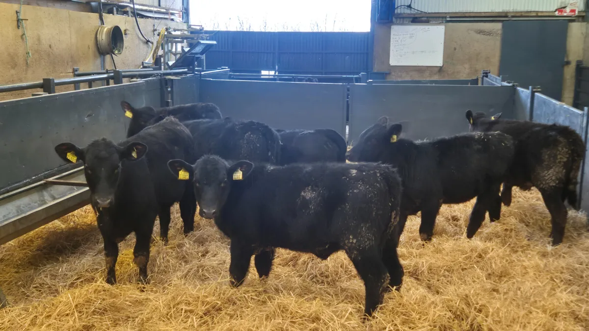 7 Proper Aberdeen Angus Heifer Runners for sale - Image 2