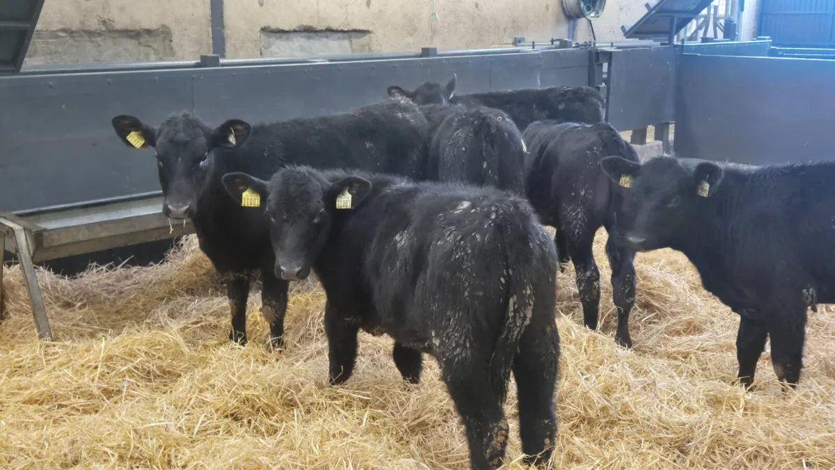 7 Proper Aberdeen Angus Heifer Runners for sale - Image 1