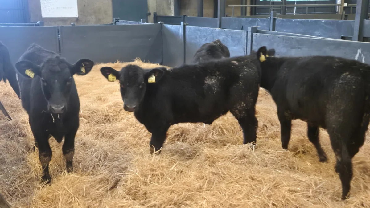 7 Proper Aberdeen Angus Heifer Runners for sale - Image 4