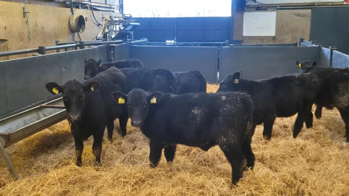 7 Proper Aberdeen Angus Heifer Runners for sale - Image 3