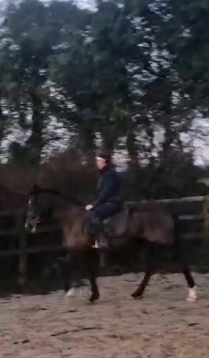 Riding Horse - Image 4