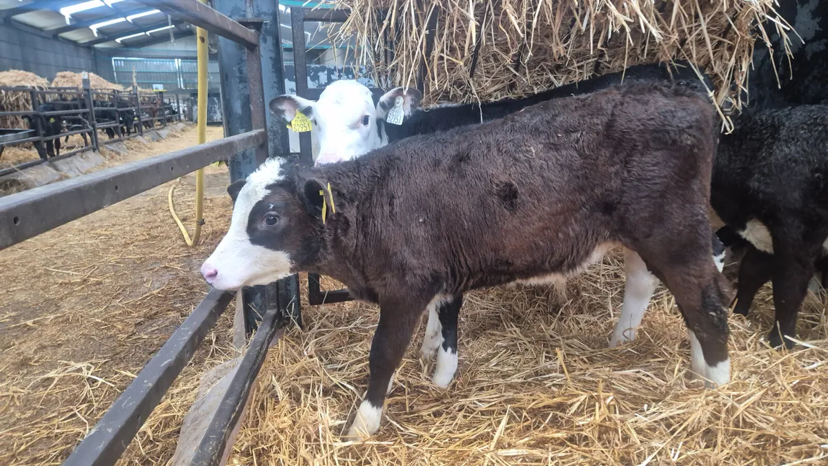 10 Quality Hereford bull calves for sale - Image 4