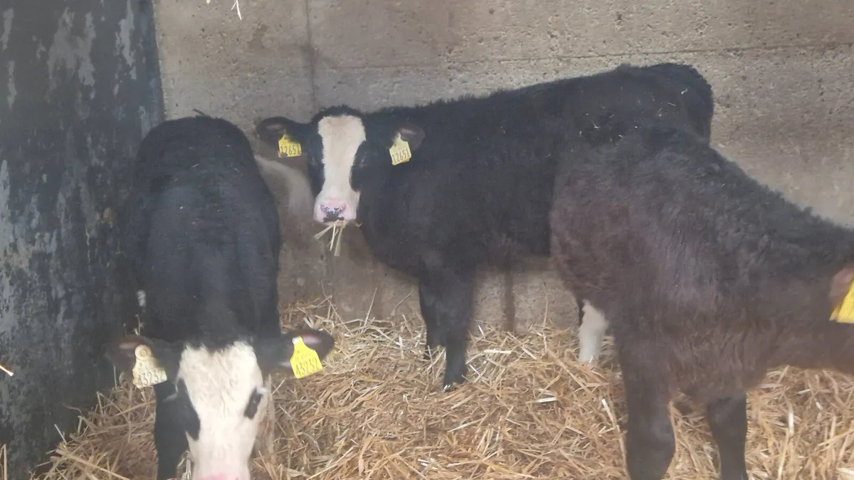 10 Quality Hereford bull calves for sale - Image 1