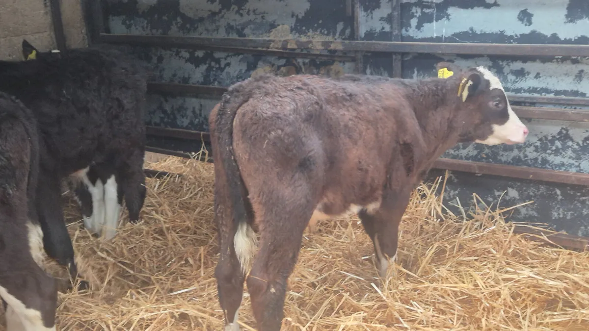 10 Quality Hereford bull calves for sale - Image 2