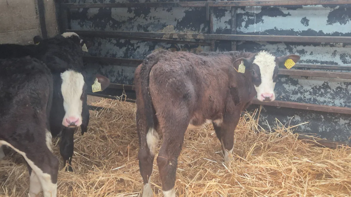10 Quality Hereford bull calves for sale - Image 3