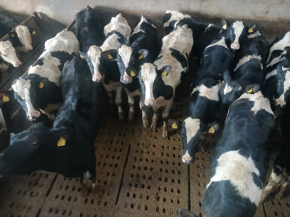 Well Bred Heifers - Image 1