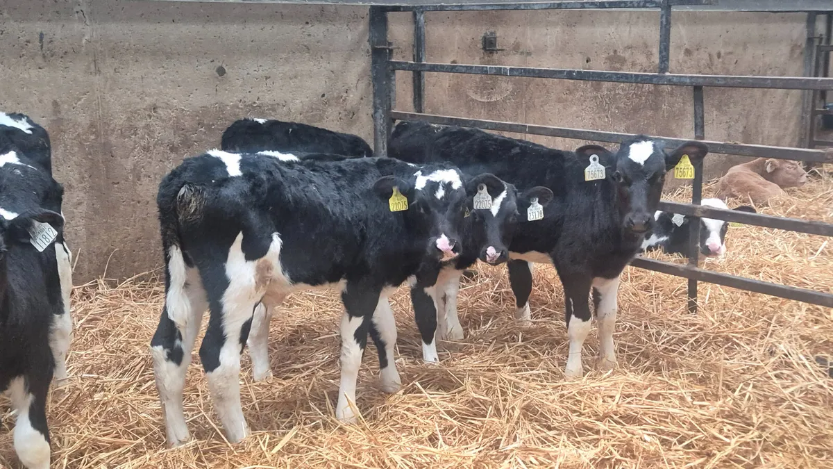 10 Black British fr type calves for sale - Image 1