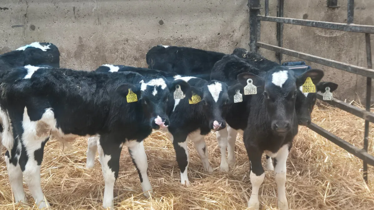 10 Black British fr type calves for sale - Image 4