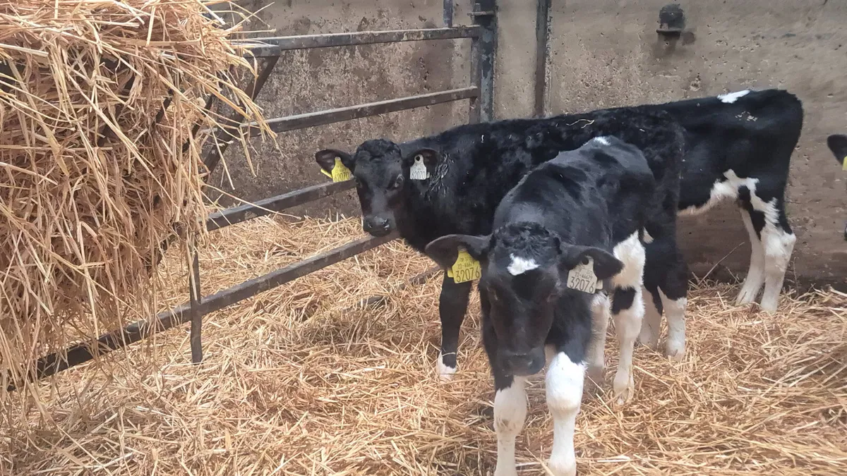 10 Black British fr type calves for sale - Image 3
