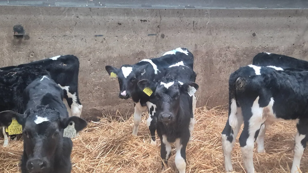 10 Black British fr type calves for sale - Image 2