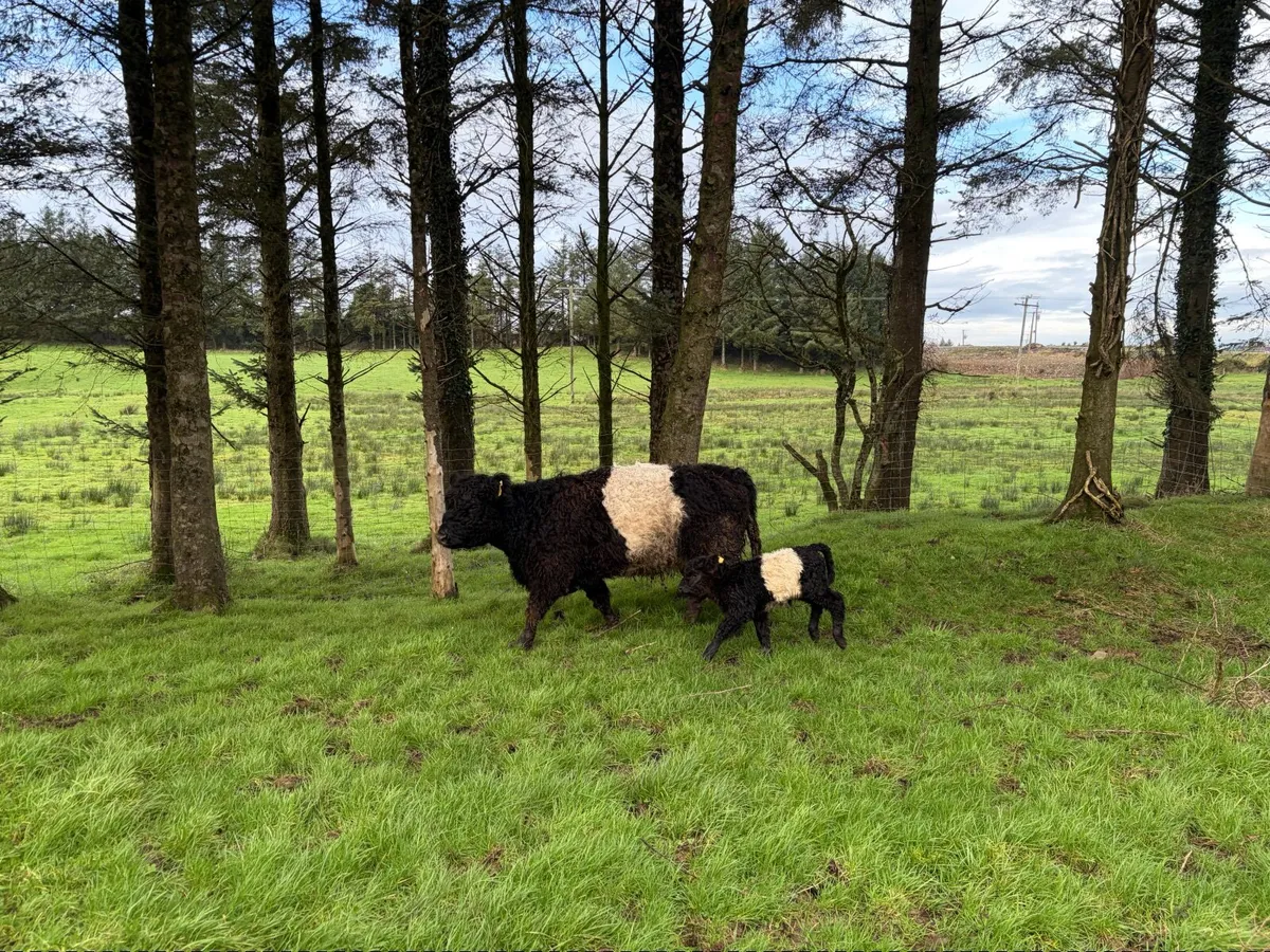 Belted Galloway cow and week old  bull calf - Image 3