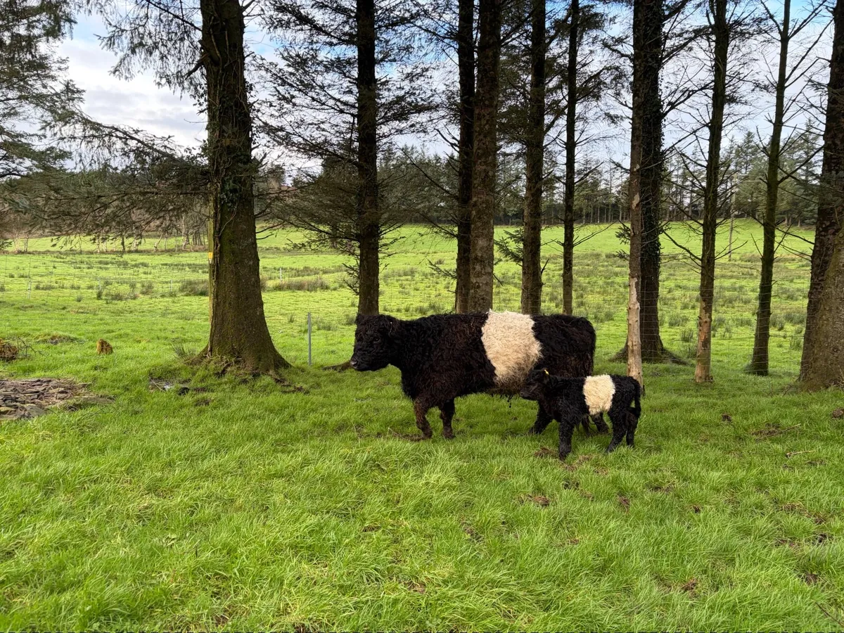 Belted Galloway cow and week old  bull calf - Image 1