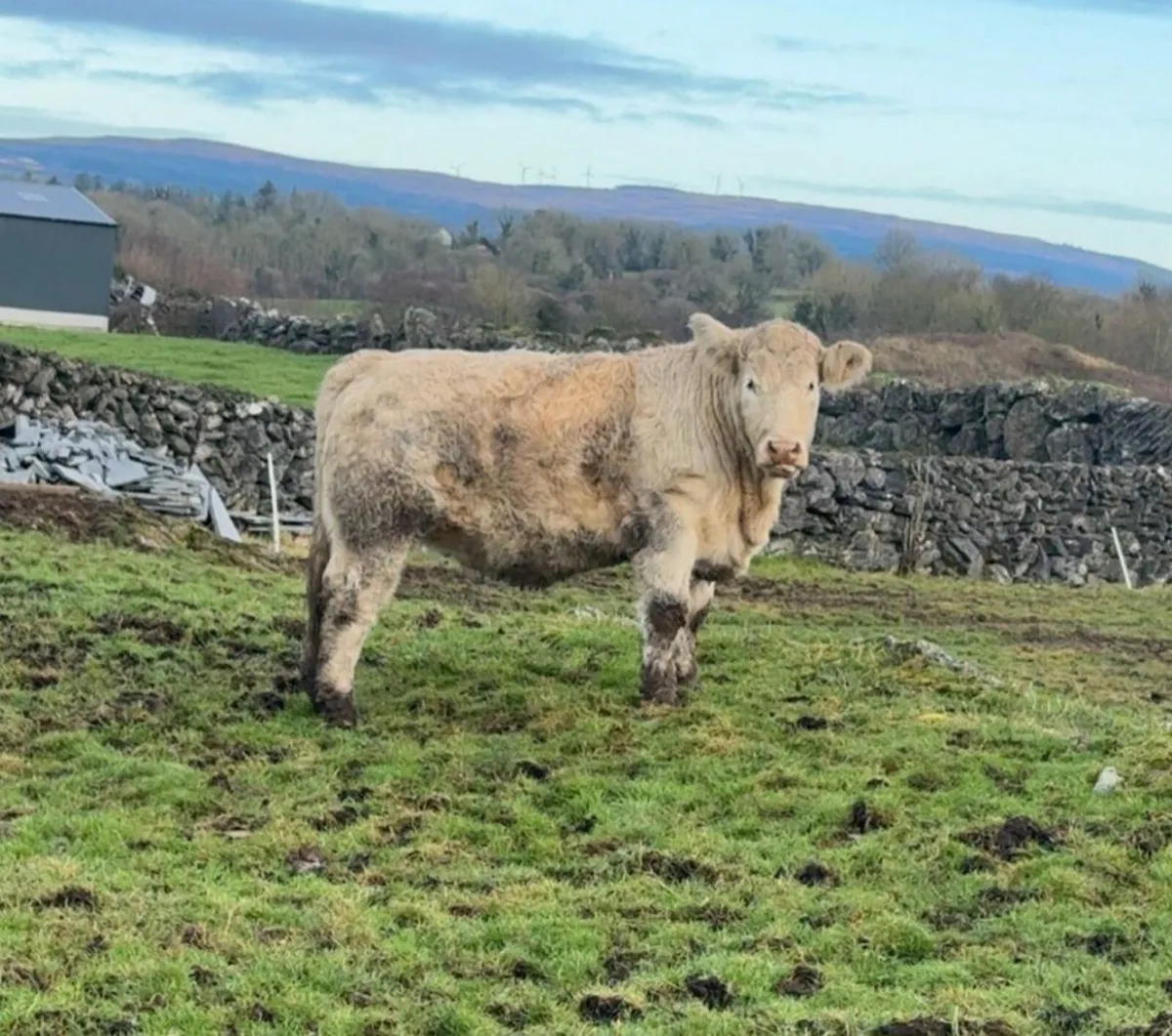 Breeding Heifer - Image 1