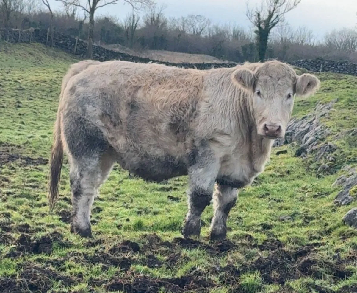 Breeding Heifer - Image 2