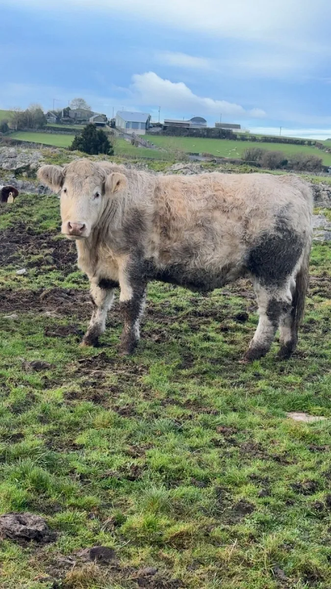 Breeding Heifer - Image 3