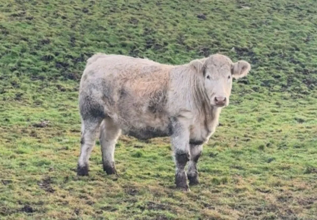 Breeding Heifer - Image 4