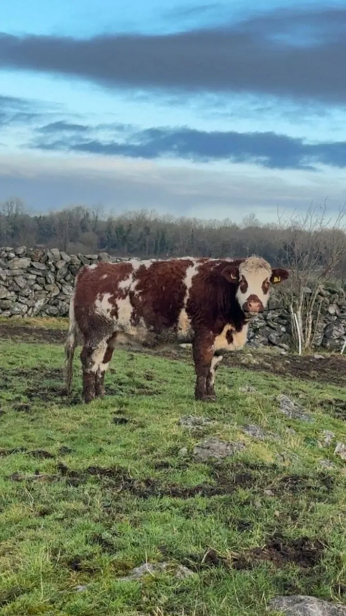 Breeding Heifer - Image 2