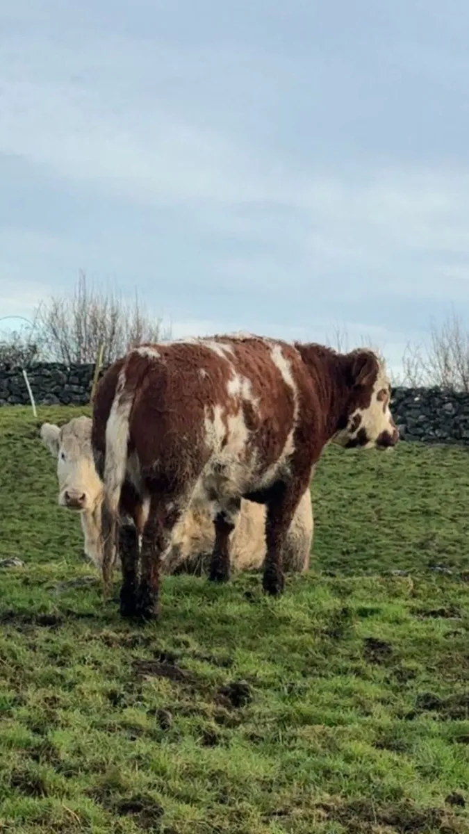 Breeding Heifer - Image 3