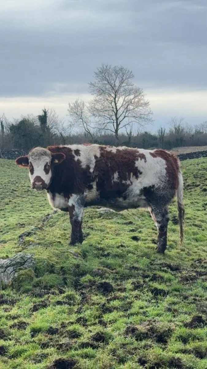 Breeding Heifer - Image 4