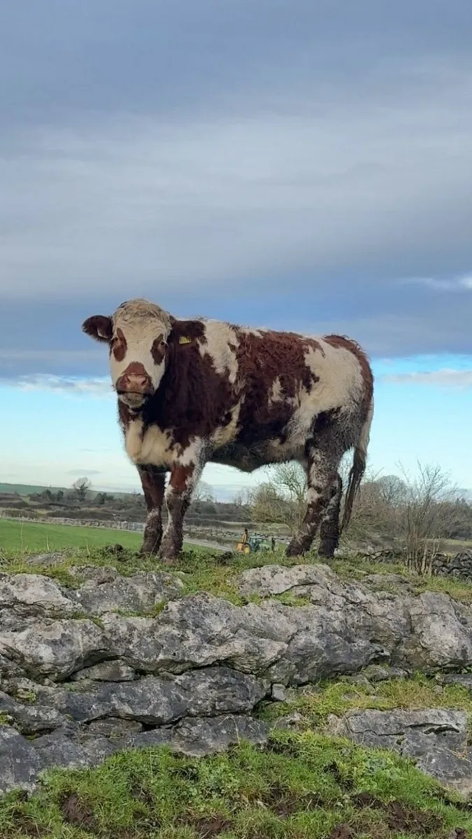 Breeding Heifer - Image 1