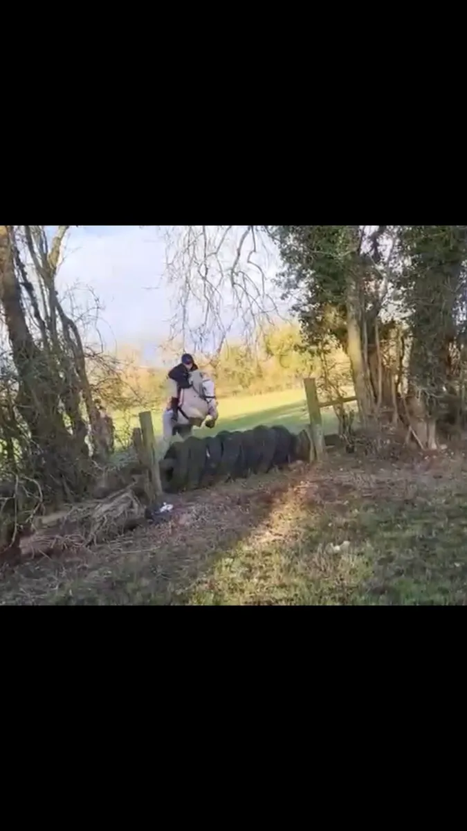 Horse for lease - Image 3