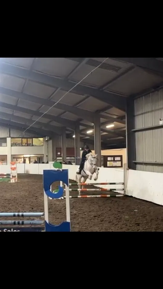 Horse for lease - Image 4