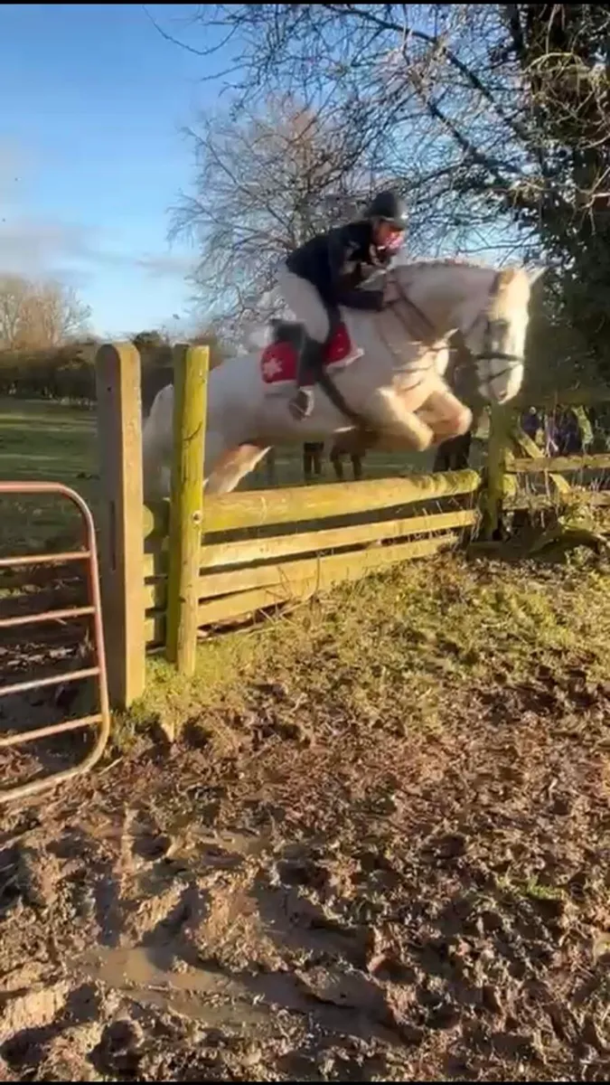 15/1 gelding for sale - Image 3