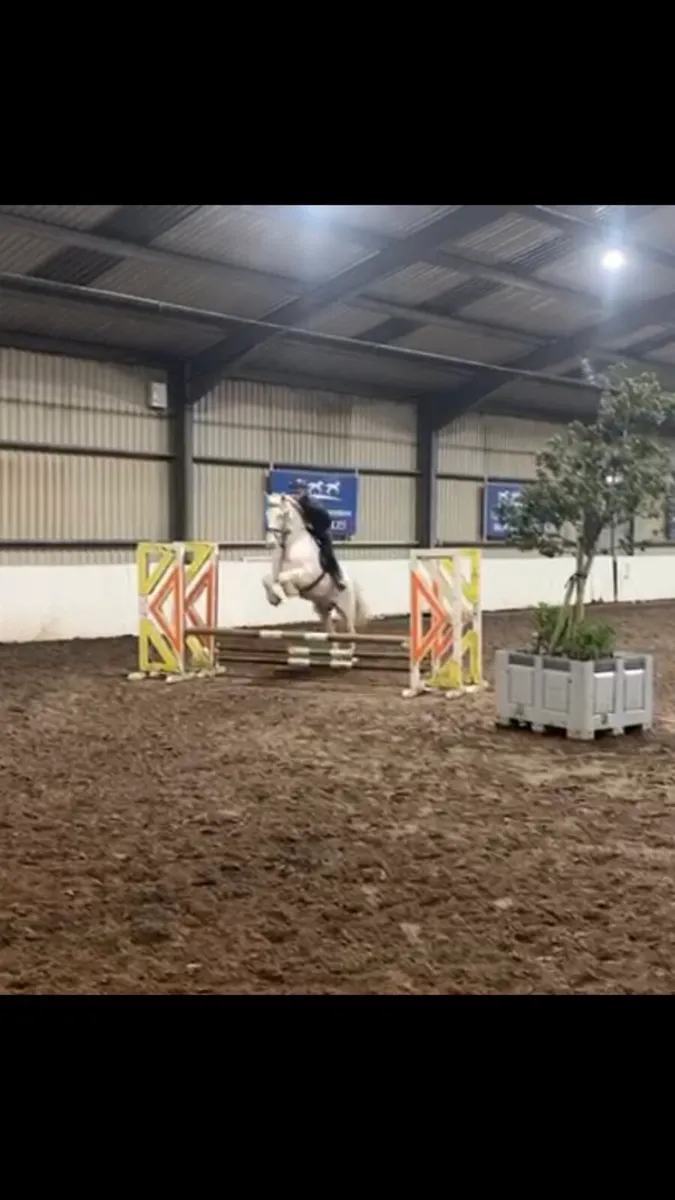 15/1 gelding for sale - Image 4