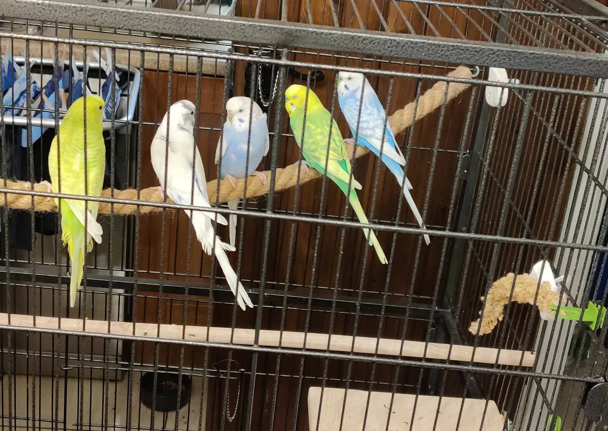budgerigars