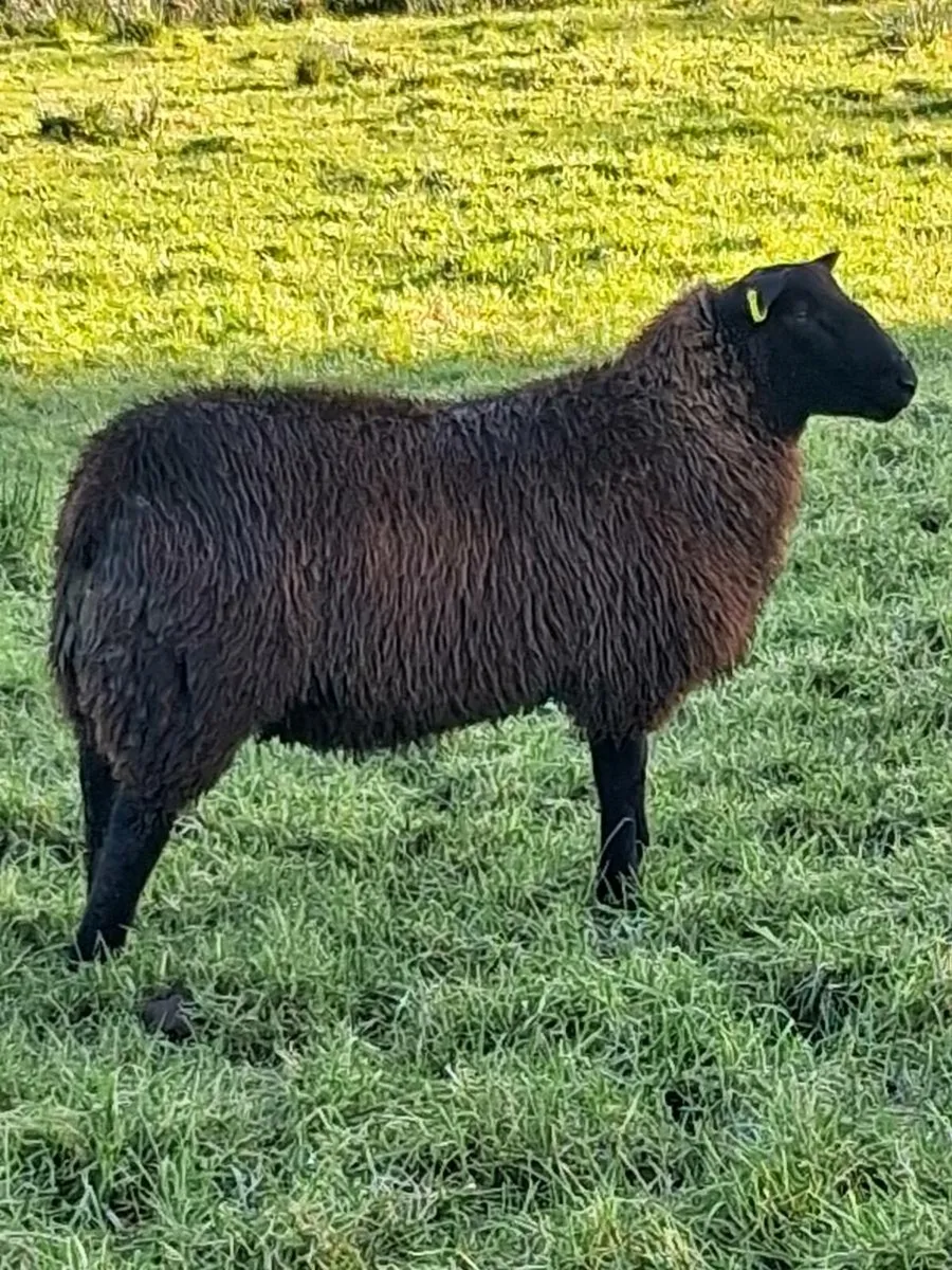 Ram Lamb - Image 1