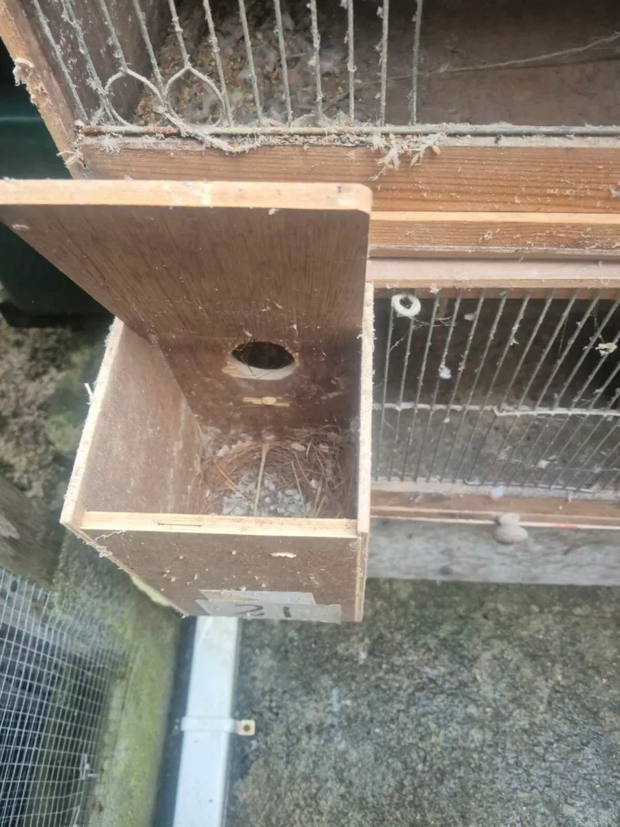 Single breeding cages - Image 3