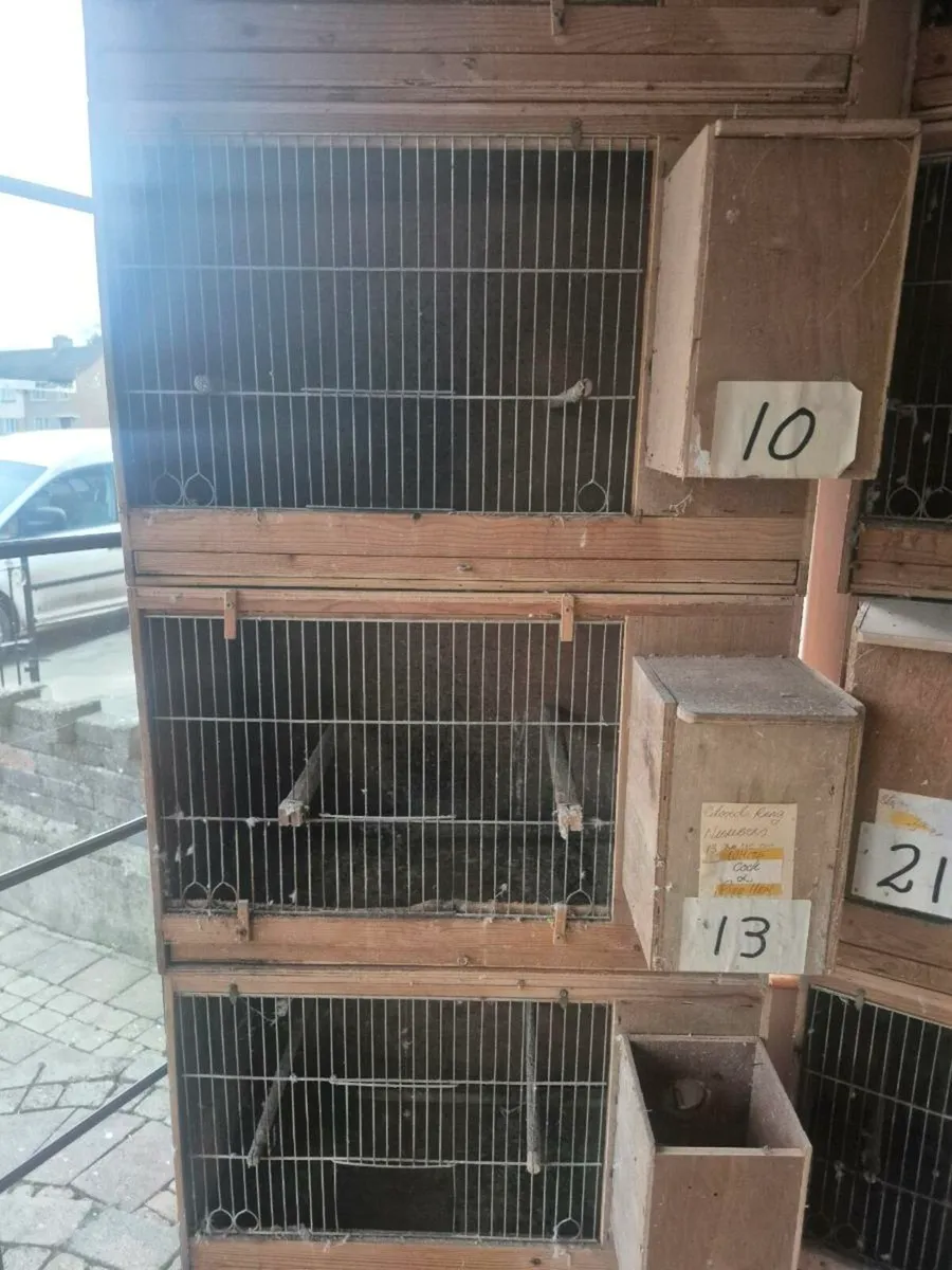 Single breeding cages - Image 1