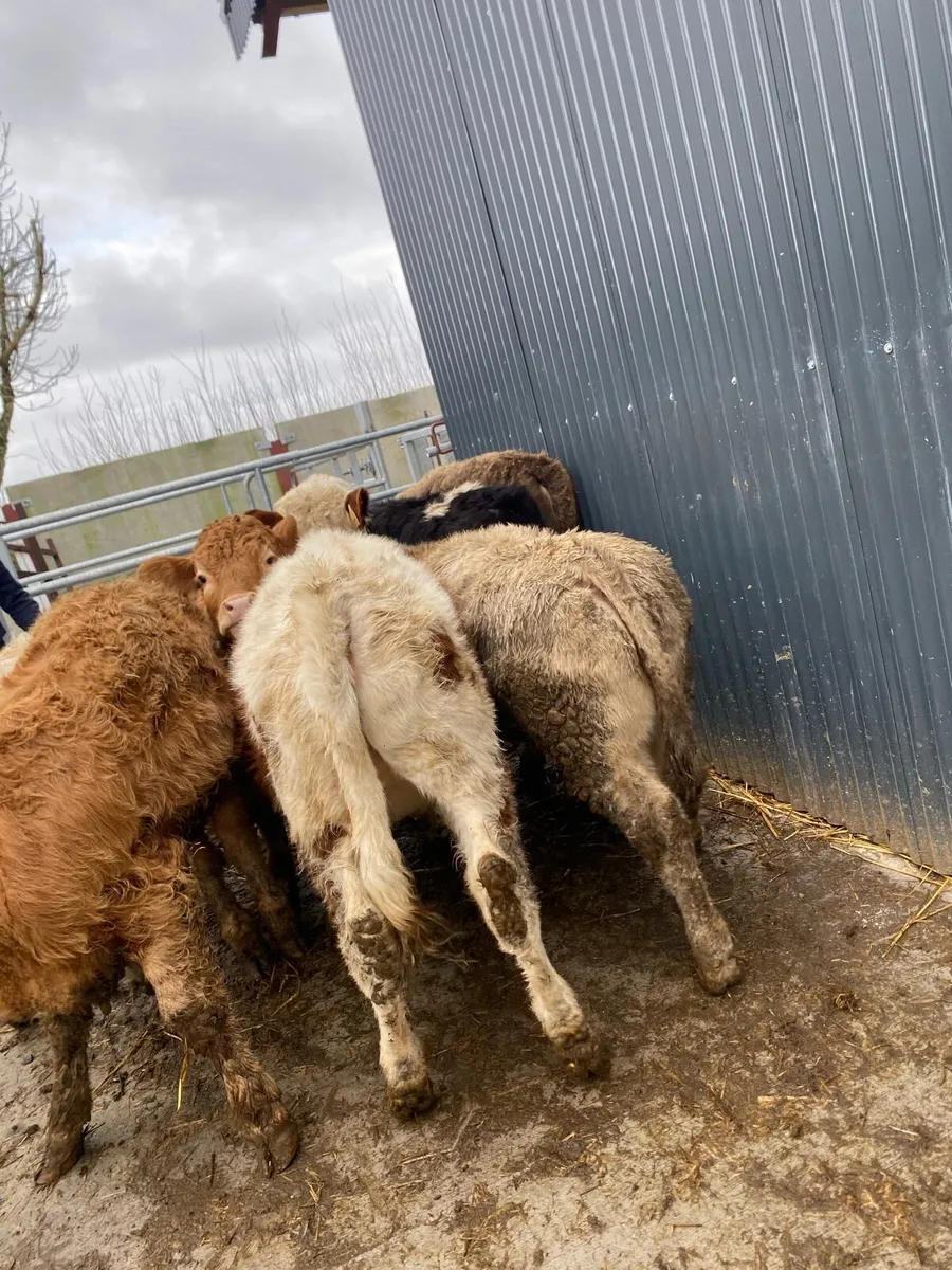 7 suckler bred heifer weanlings - Image 3
