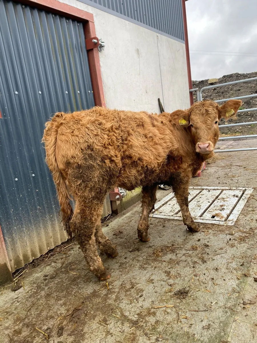 7 suckler bred heifer weanlings - Image 4