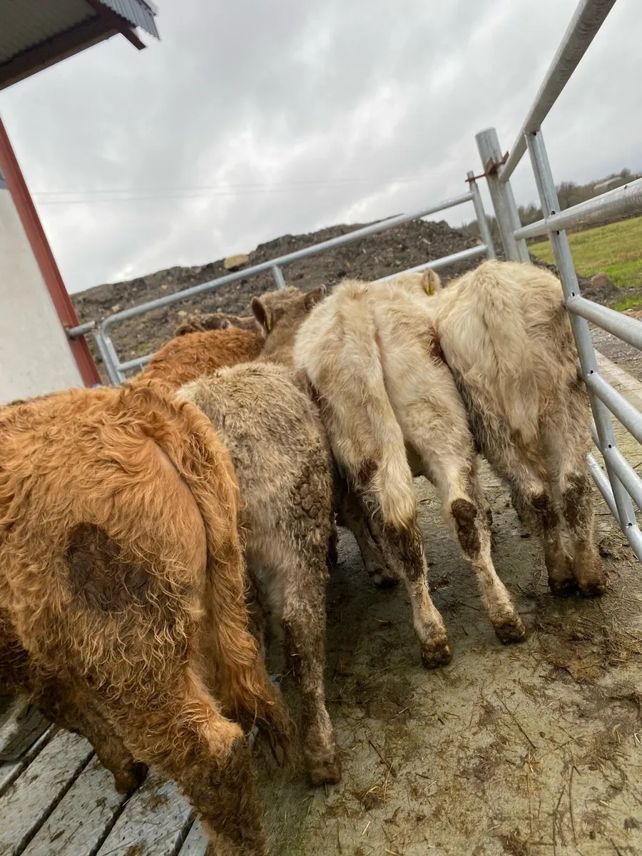 7 suckler bred heifer weanlings - Image 1