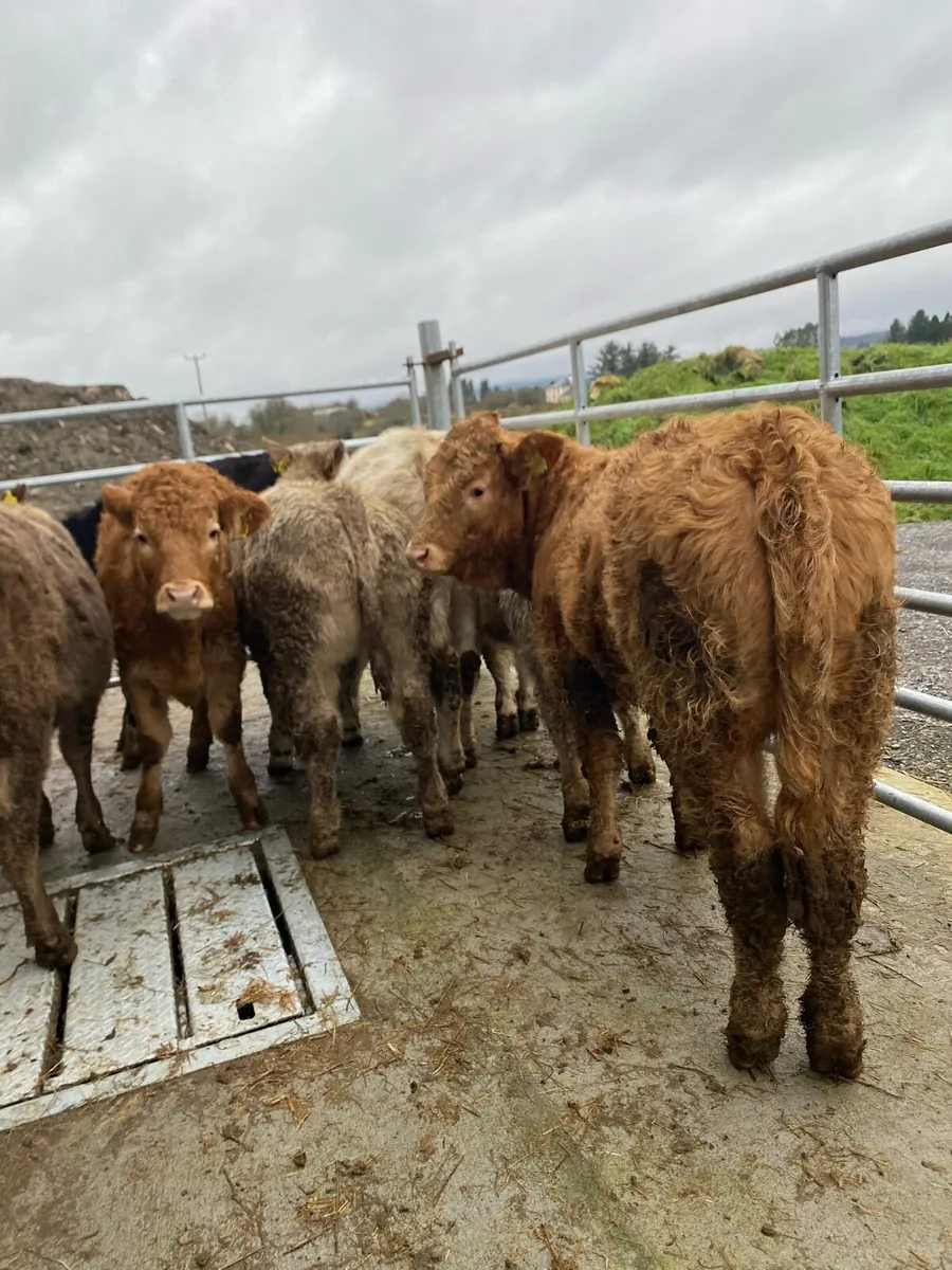 7 suckler bred heifer weanlings - Image 2