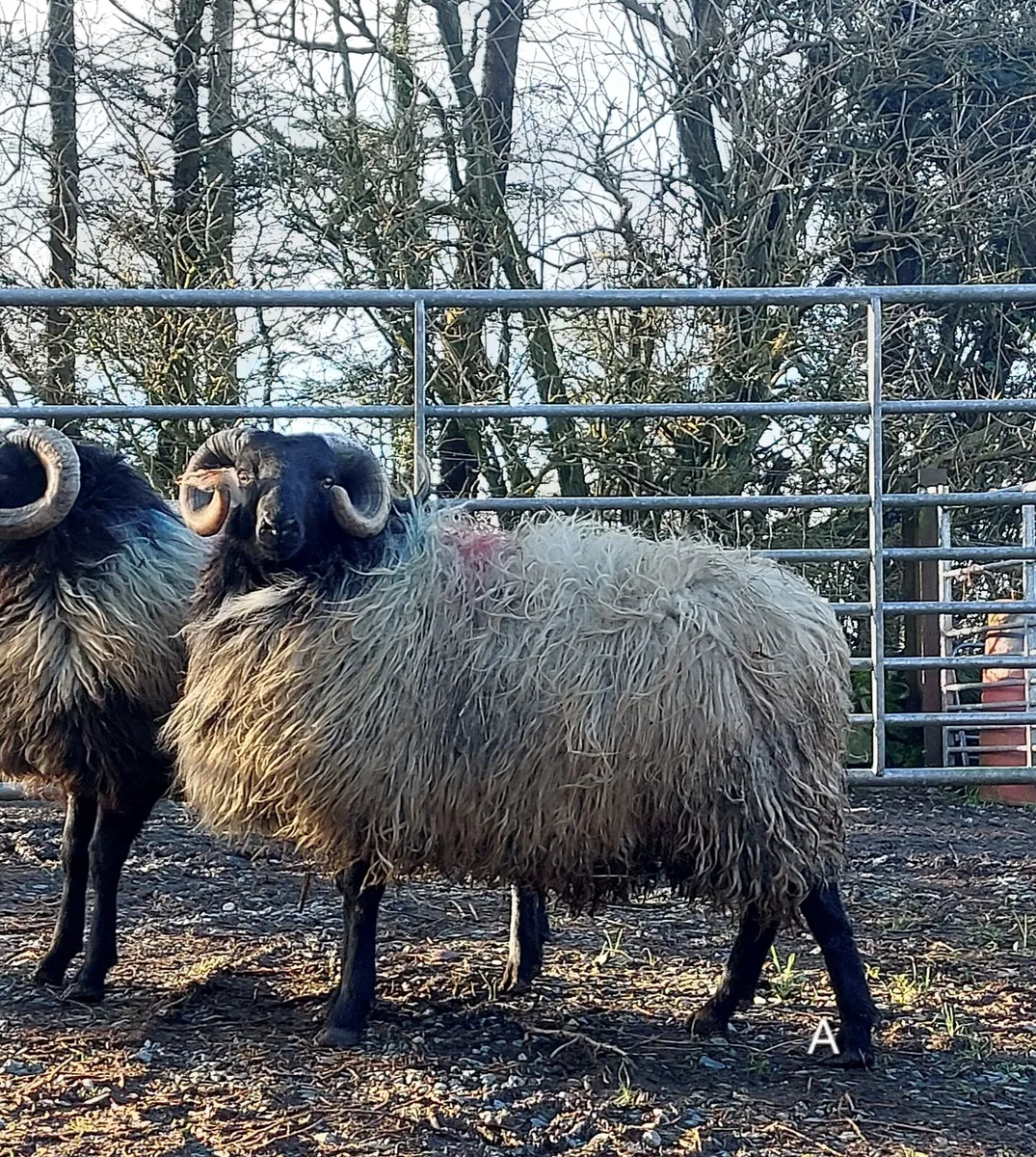 MAYO BLACKFACE RAM HOGGET - Image 1