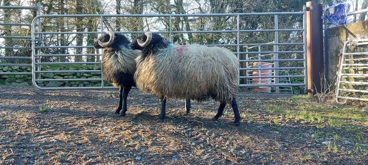 MAYO BLACKFACE RAM HOGGET - Image 2