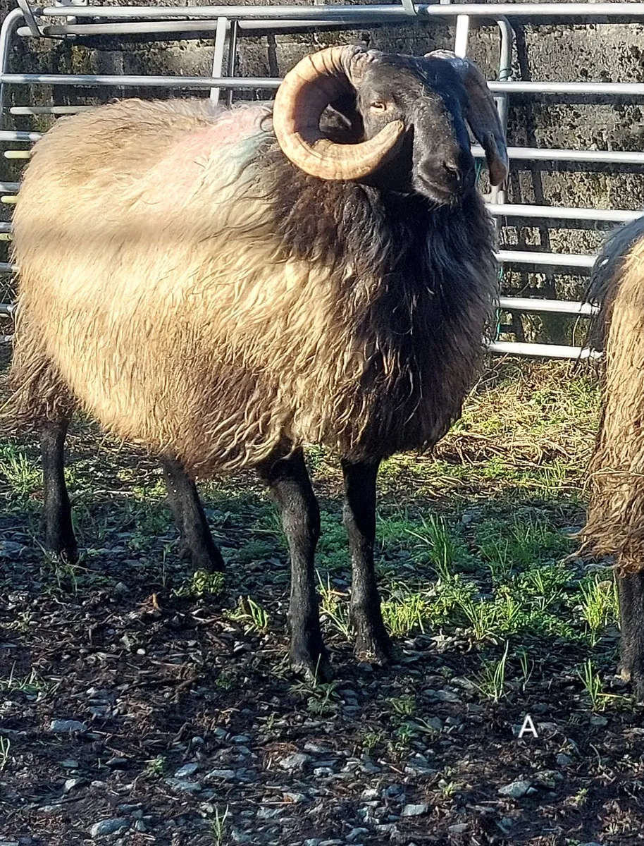 MAYO BLACKFACE RAM HOGGET - Image 3