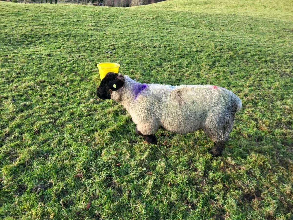 REGISTERED SUFFOLK HOGGET