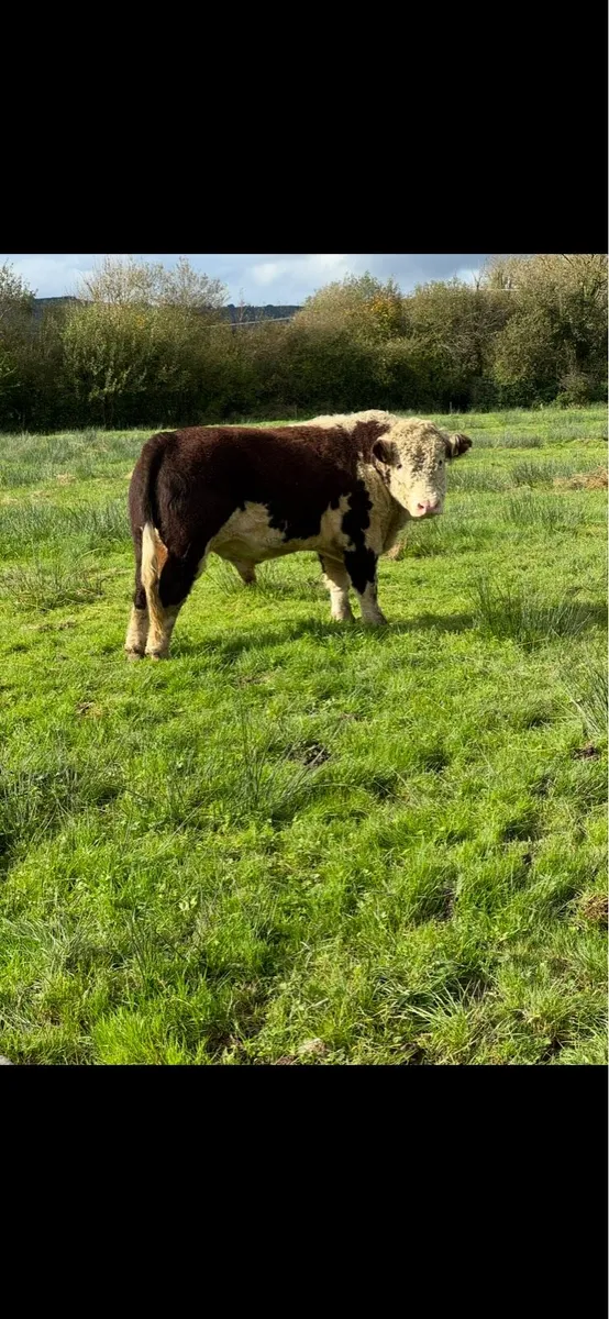 PBR Hereford Bulls - Image 2