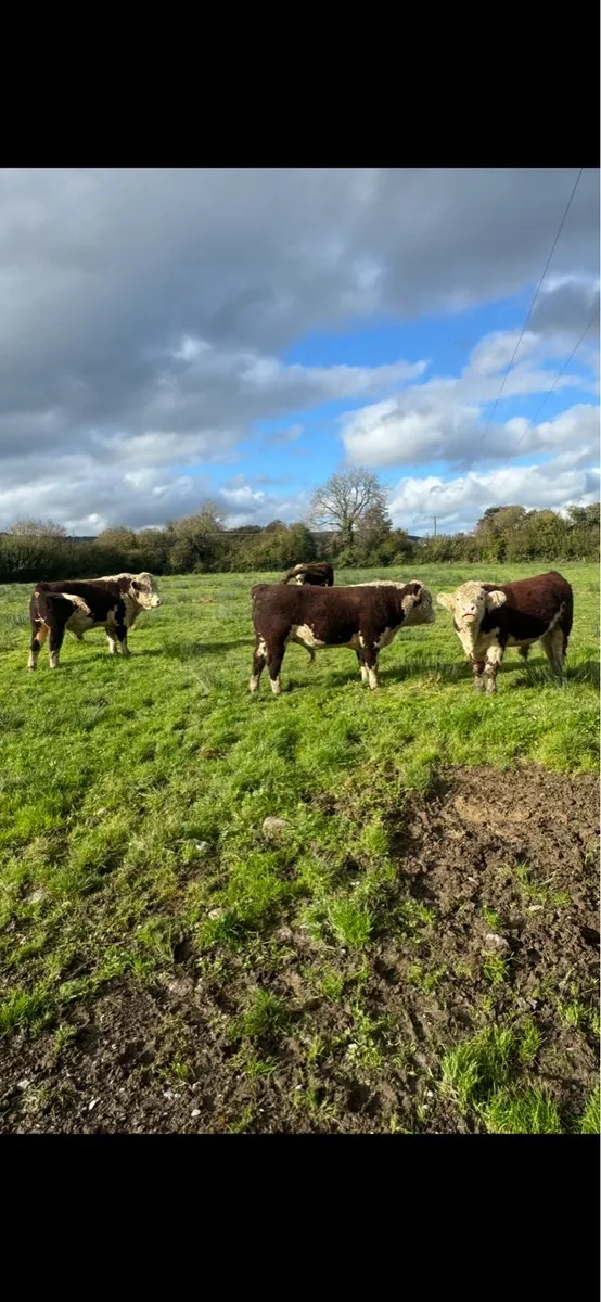 PBR Hereford Bulls - Image 3