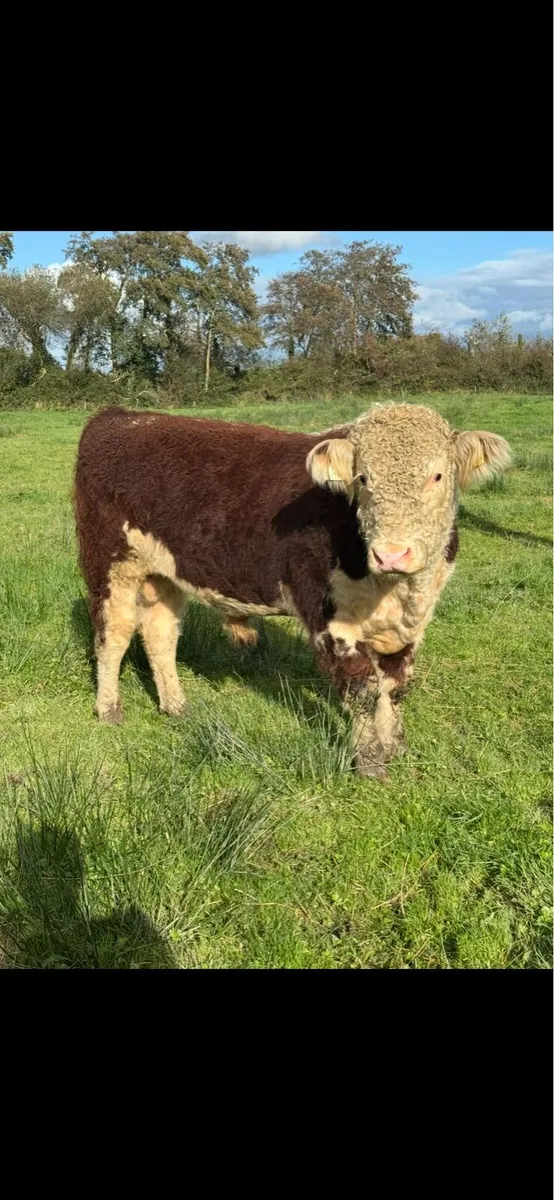 PBR Hereford Bulls - Image 4