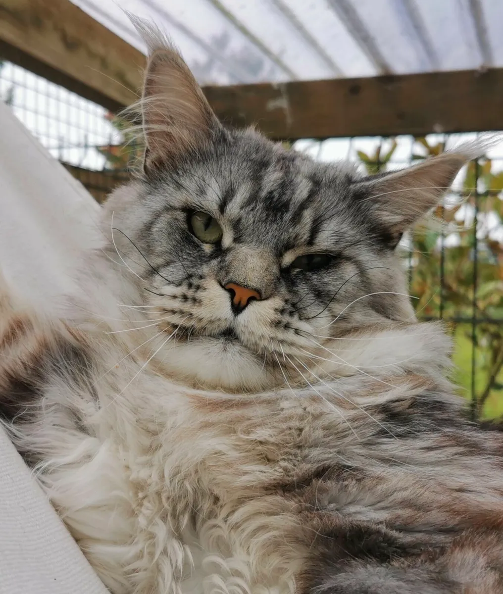 Maine coon kittens  pedigree and registered - Image 1